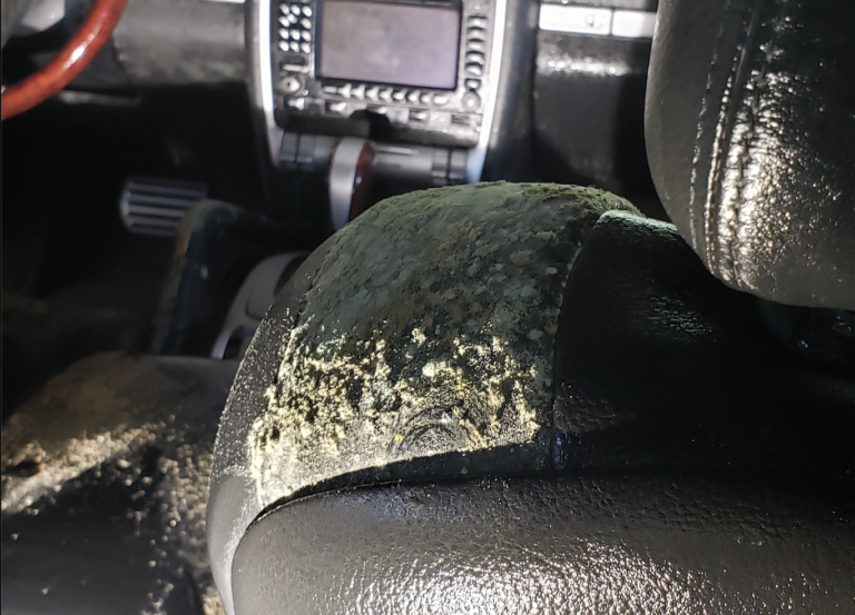 Automotive Mold Removal What You Need to Know BioOne Asheville